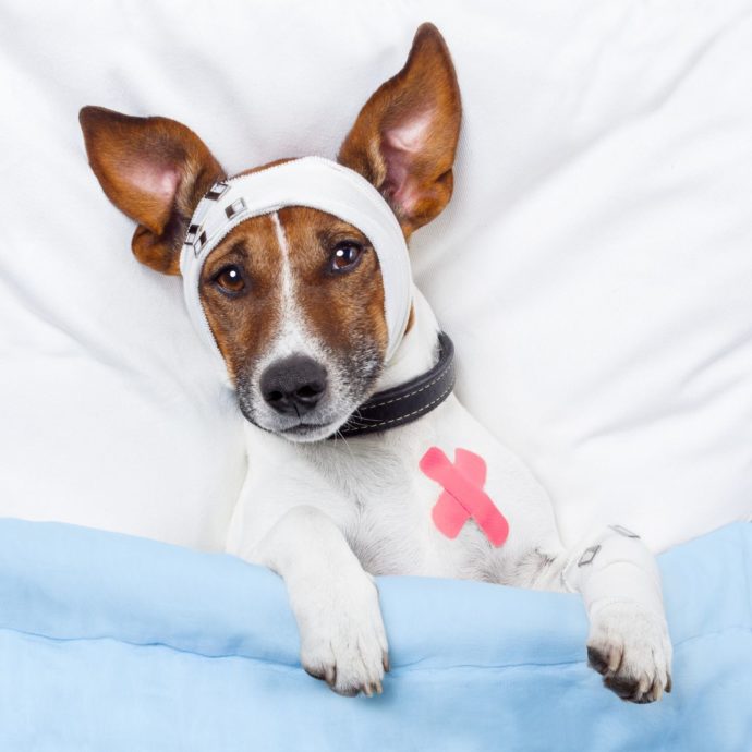 OP-Kostenversicherung für Hunde